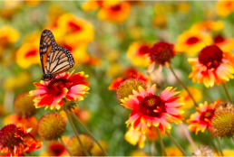 En la imagen podemos ver una mariposa en una flor. 