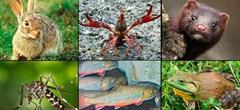 Especies invasoras, ¿ biodiversidad maldita ?