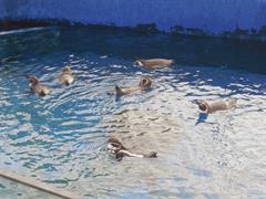 PROYECTO LOS PINGÜINOS