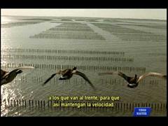 Vídeo "Seamos gansos"