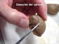 Anatomía y disección del caracol terrestre (Helix).