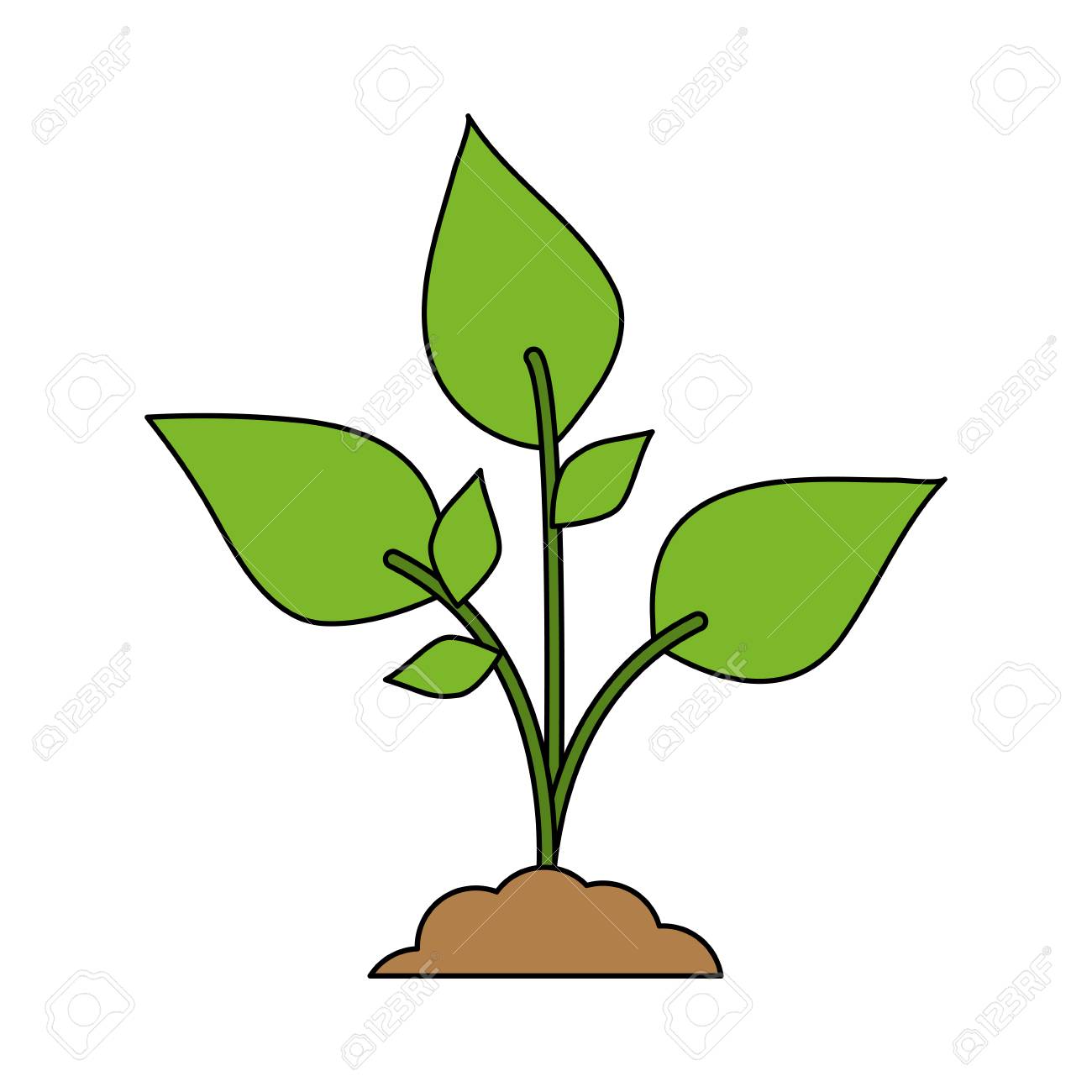 ¿Cómo crecen las plantas?