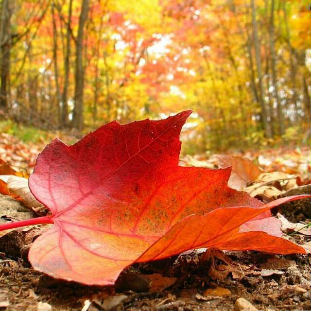 Unidad didáctica "Todos y todas somos iguales"