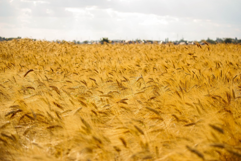 Fotografía de un campo de trigo