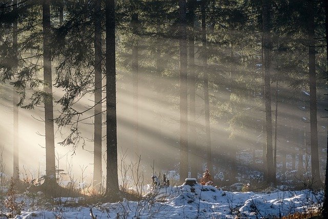 Fotografía de un bosque invernal