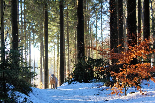 Fotografía de un bosque nevado en la que aparece un perro