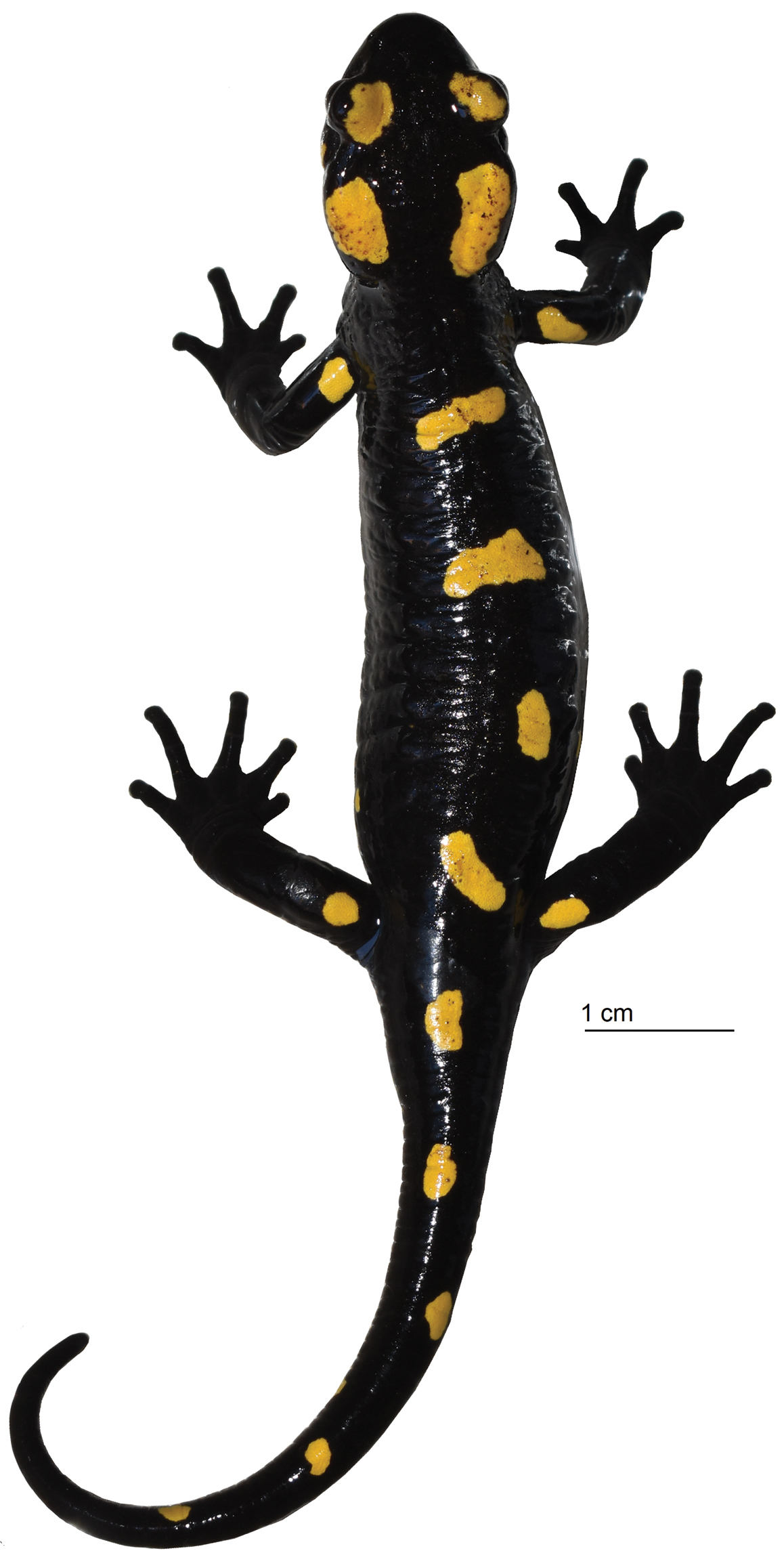 Salamandra algira atlántica