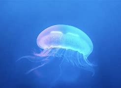 users photo Víctor Josep