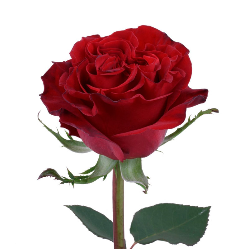 users photo Rosa María