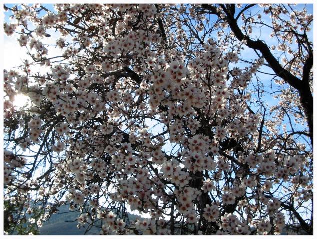 image Almendro en flor