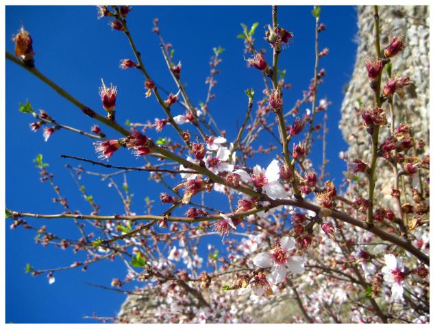 image Almendro en flor