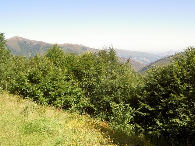 image Vegetación en los Pirineos