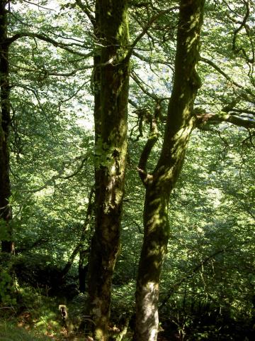 image Vegetación en los Pirineos