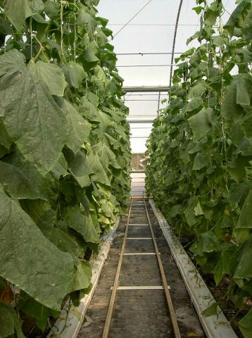 image Invernadero de El Ejido (Almería)