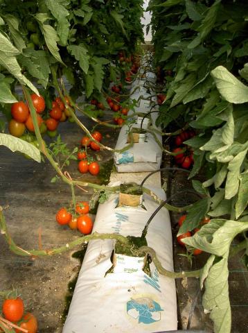 image Cultivo de tomates en el invernadero de El Ejido (Almería)