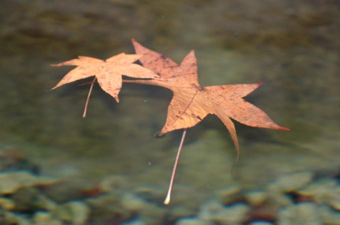 image Vegetación en Brujas (Bélgica)
