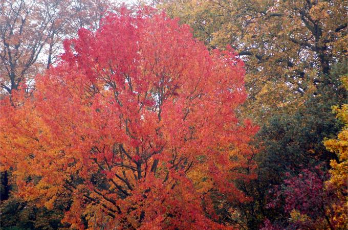 image Vegetación en Brujas (Bélgica)