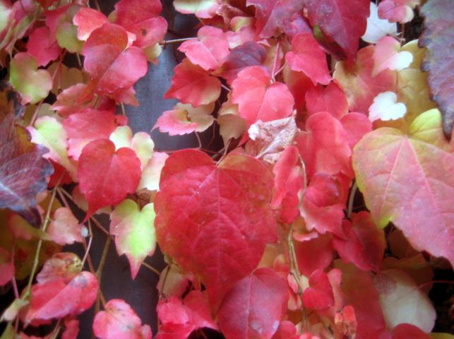 image Vegetación en Brujas (Bélgica)