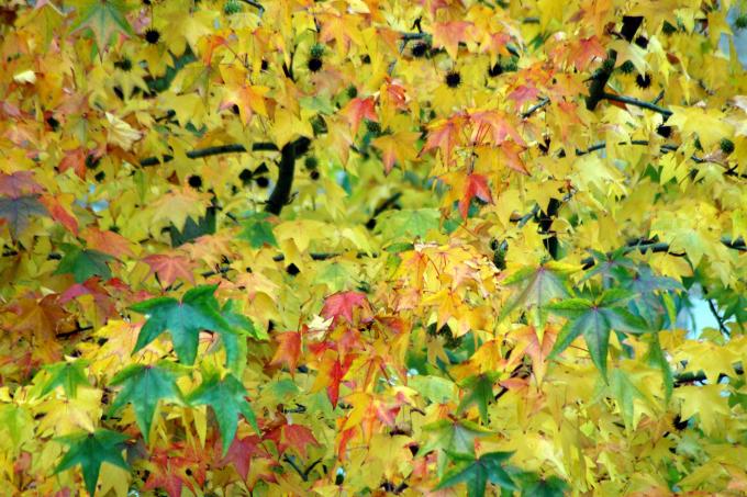 image Vegetación en Brujas (Bélgica)