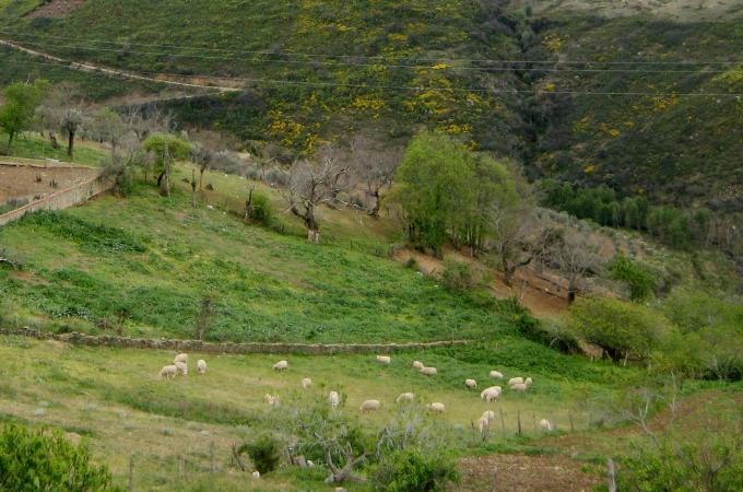 image Ovejas en Jarandilla de la Vera, Cáceres (España)