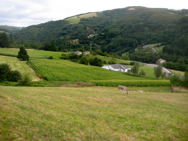 image Campo de Asturias