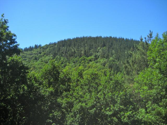 image Bosque en Asturias