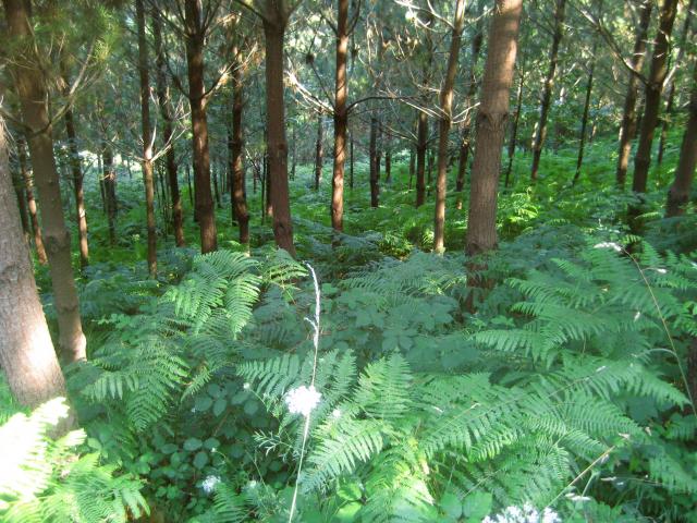 image Helechos en Sta Eulalia de Oscos, Asturias