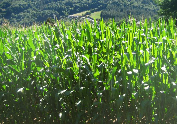 image Cultivo de maíz en Asturias