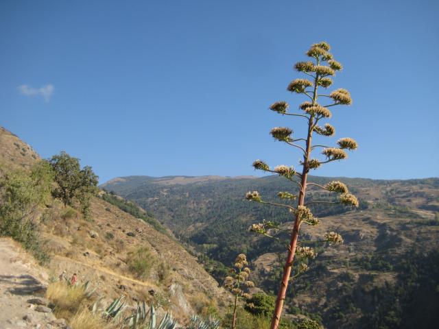 image Paisaje de la Alpujarra