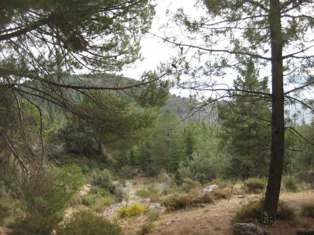 image Bosque mediterráneo de montaña