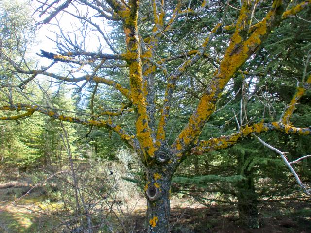 image Musgo amarillo y árbol