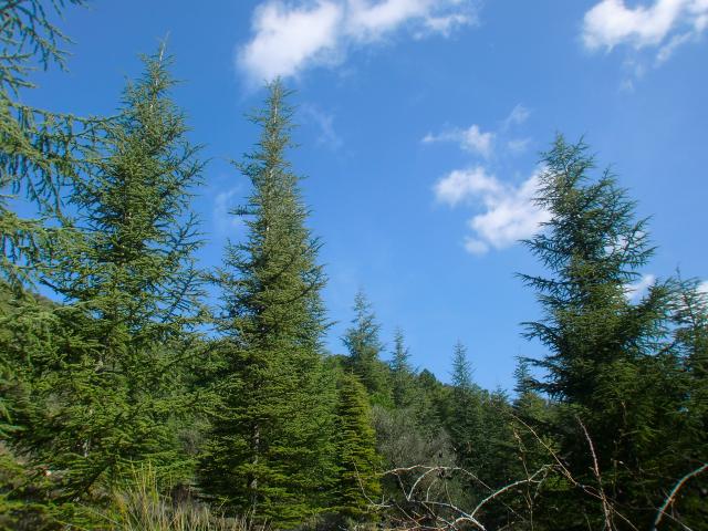 image Bosque mediterráneo