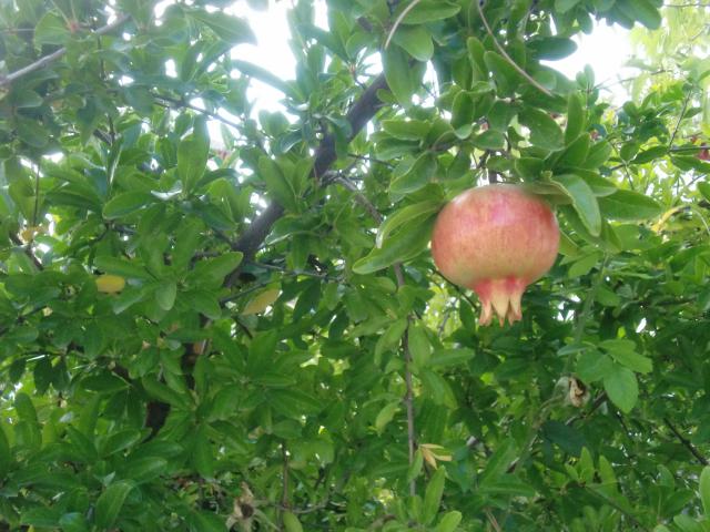image Fruta de granada