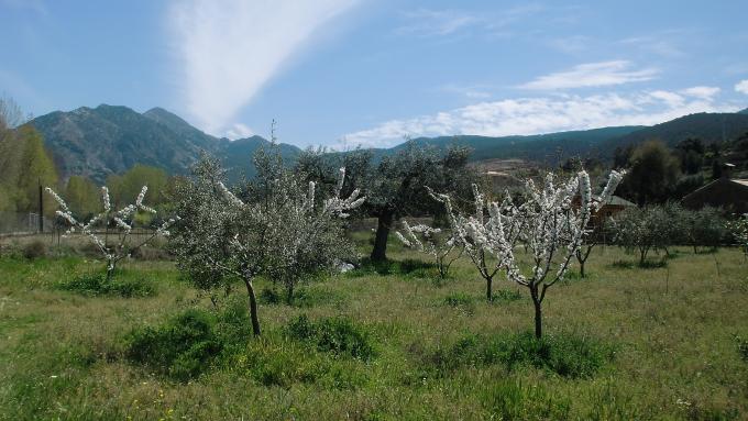 image Almendro en flor