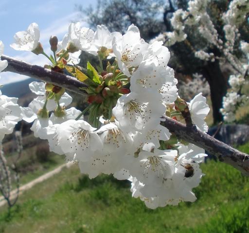 image Almendro en flor