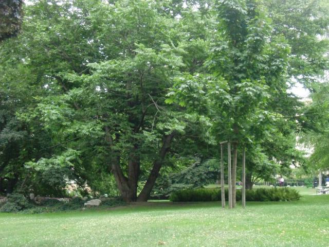 image Parque Burggarten, Viena (Austria)