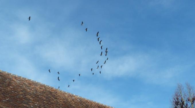 image Bandada de aves