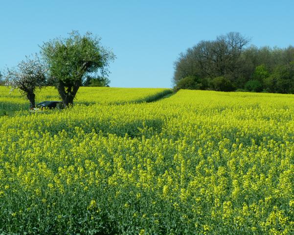 image Campo de flores amarillas