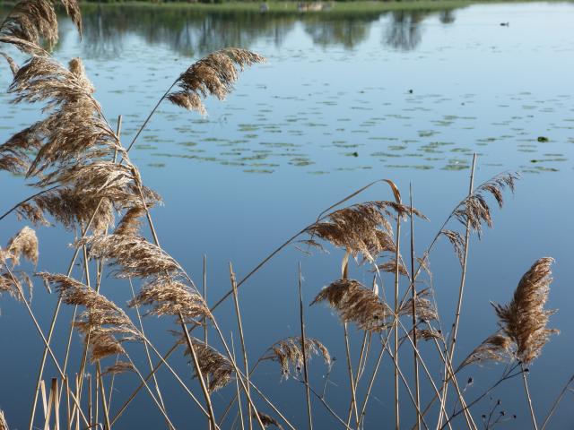image Parque natural regional de Brenne