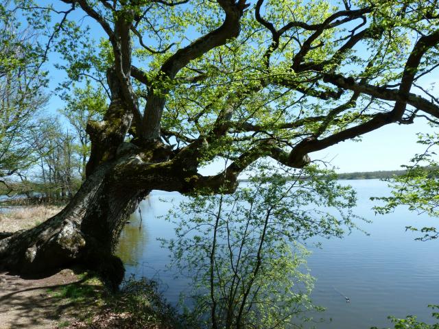 image Parque natural regional de Brenne