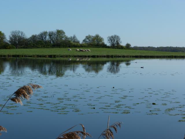 image Laguna en el parque natural regional de Brenne