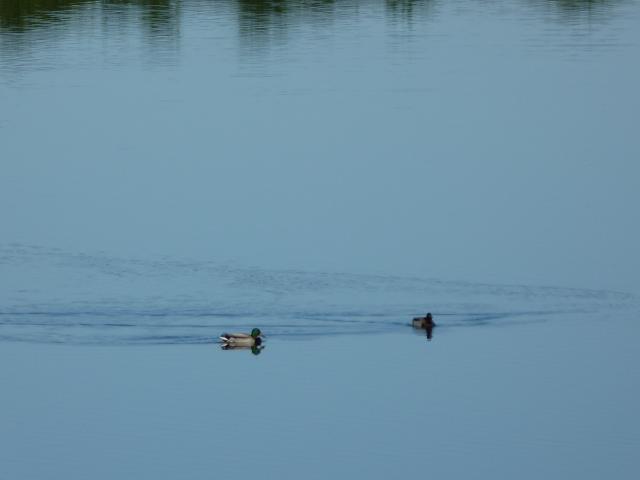 image Patos en una laguna
