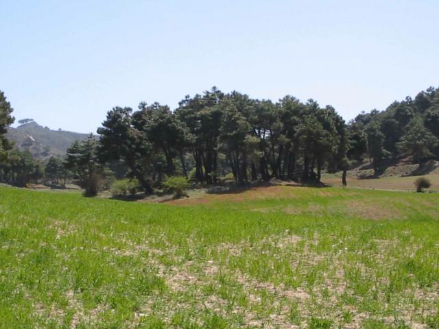 image Bosque de coníferas