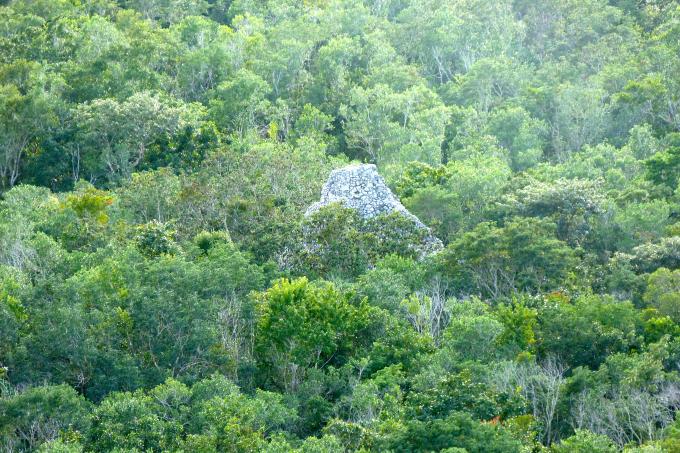 image Selva en Yucatán