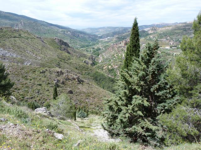 image Quéntar vegetación