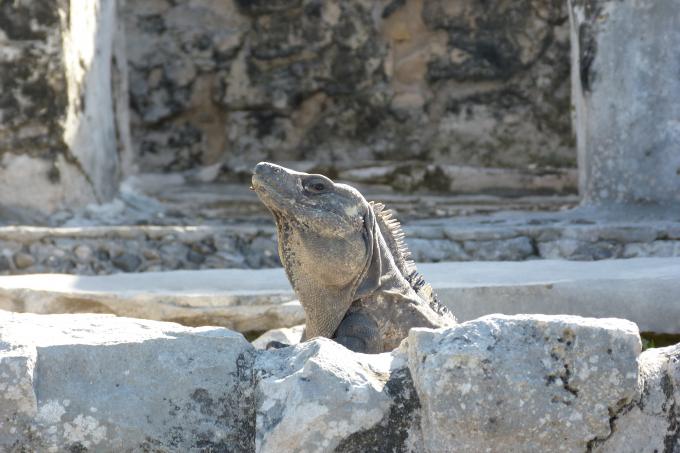image Iguana