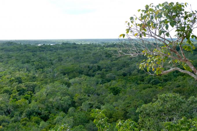 image Selva de Coba
