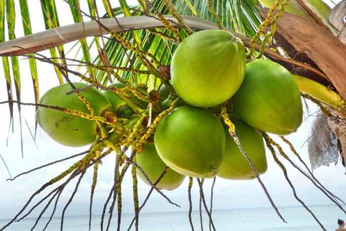 image Cocotero en la playa de Akumal