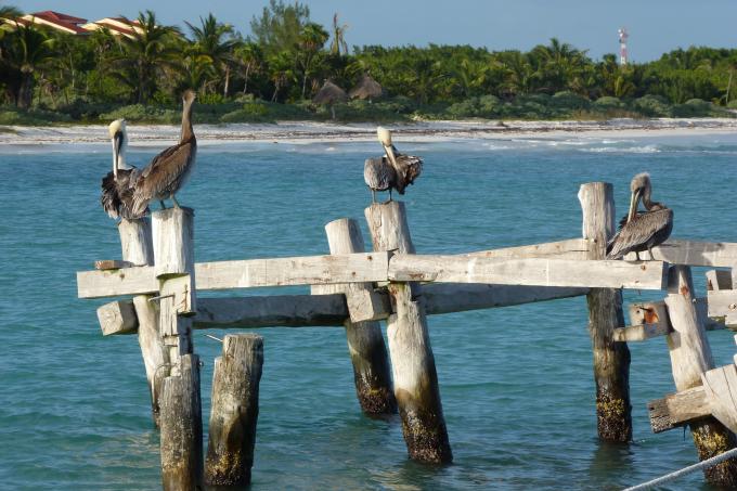 image Pelícanos en la playa de Akumal