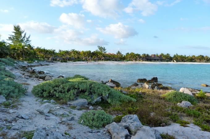image Playa y vegetación